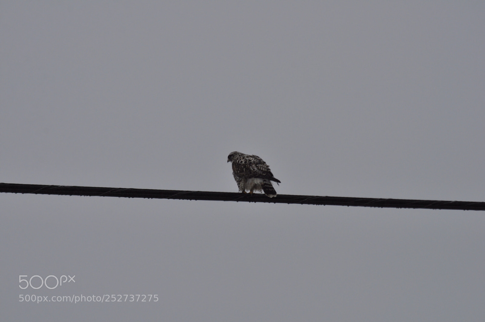Nikon D5000 sample photo. Wire walking hawk photography