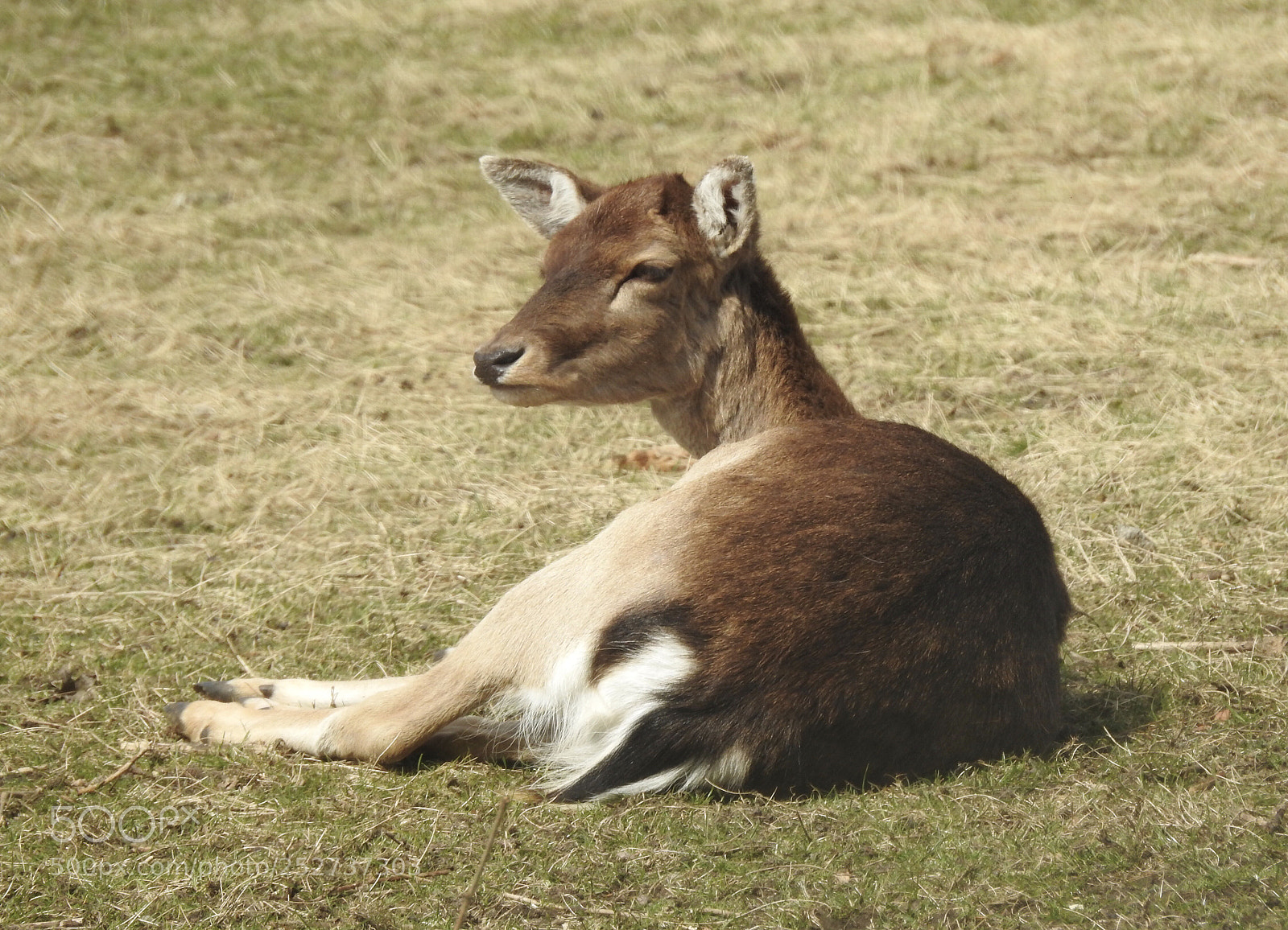 Nikon Coolpix P900 sample photo. Beauty


fallow deer
damhert photography