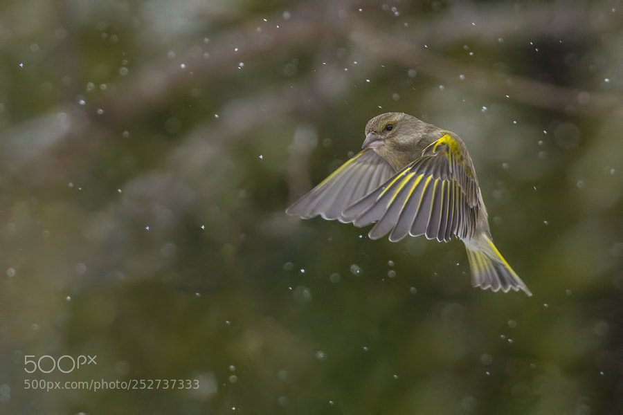 Nikon D7100 sample photo. Greenfinch photography