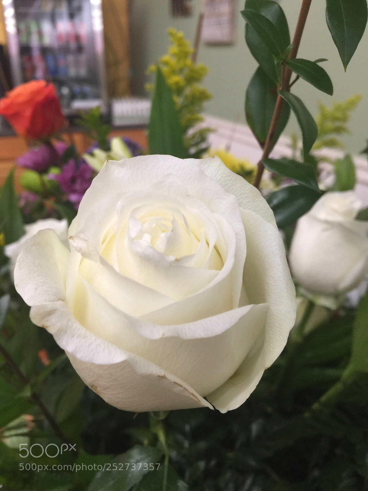 Apple iPhone 6 Plus sample photo. Today’s flower ?  photography