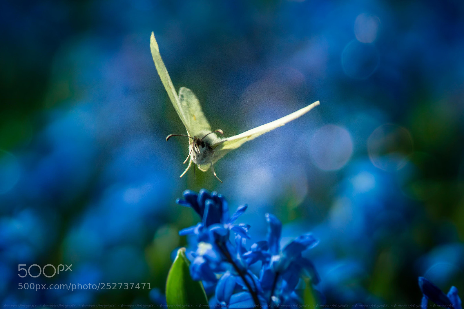 Sony ILCA-77M2 sample photo. B u t t photography