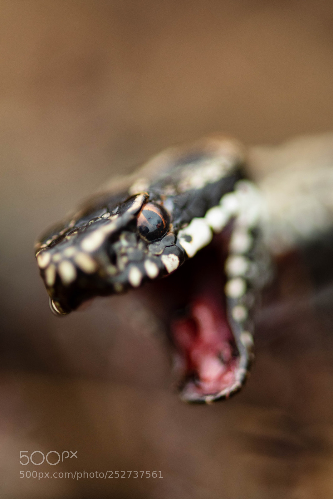 Nikon D500 sample photo. Adder vipera berus photography