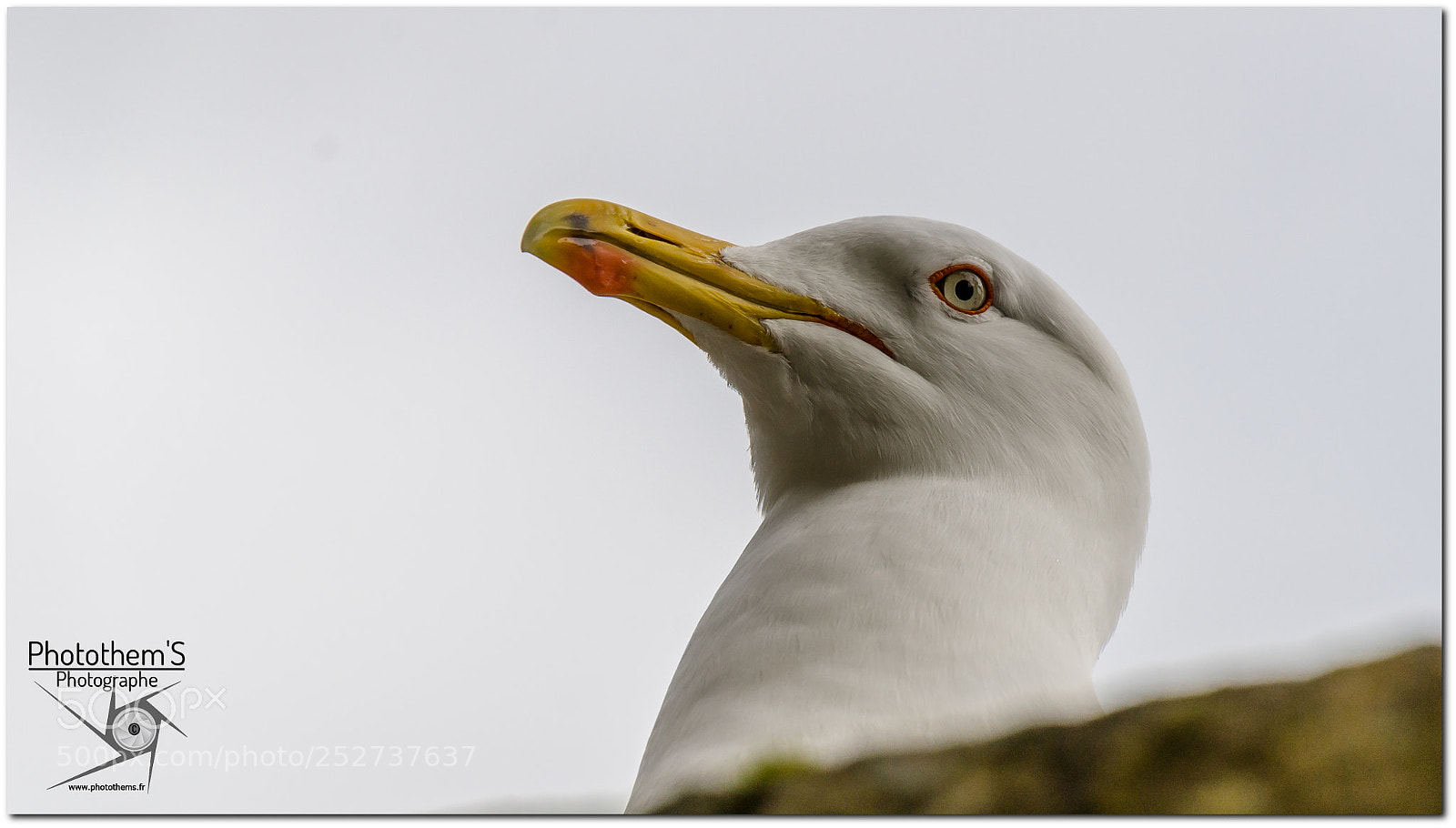 Nikon D7000 sample photo. Mouette photography