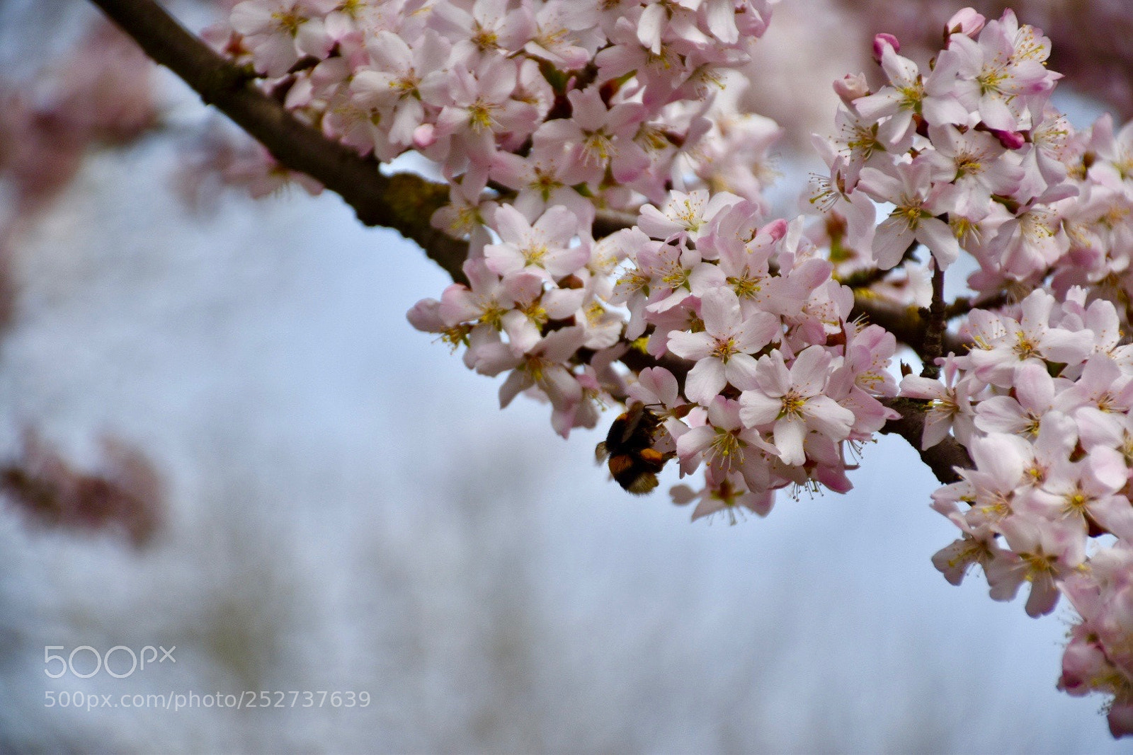 Nikon D5600 sample photo. Japanese blossom photography