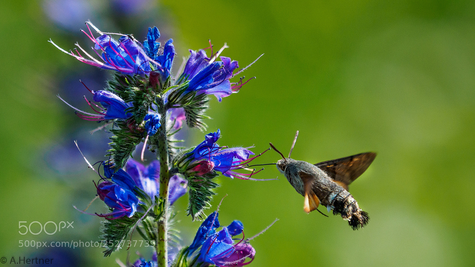 Olympus OM-D E-M5 II sample photo. Taubenschwänzchen photography