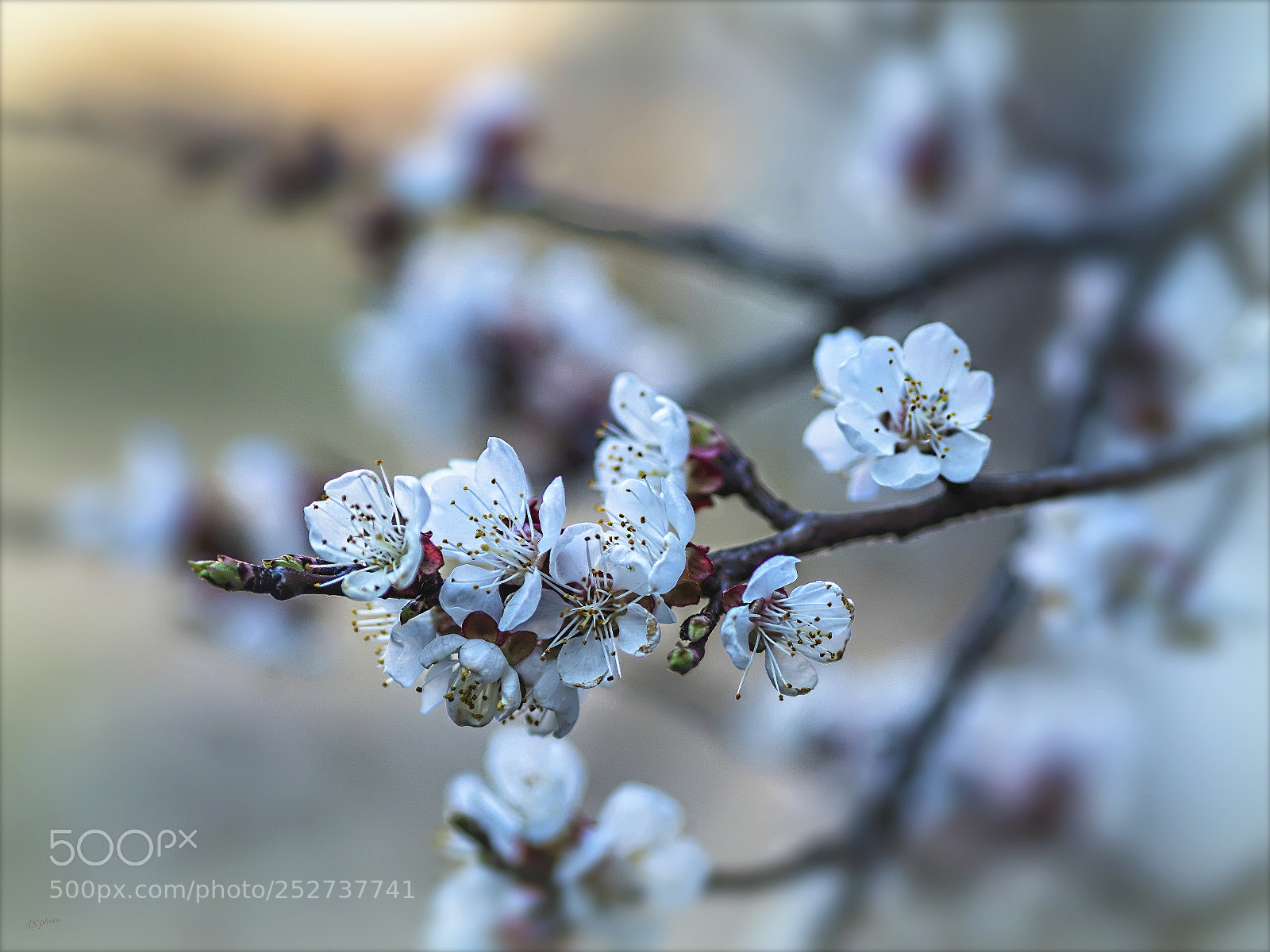 Olympus OM-D E-M1 Mark II sample photo. Apricots bloom photography