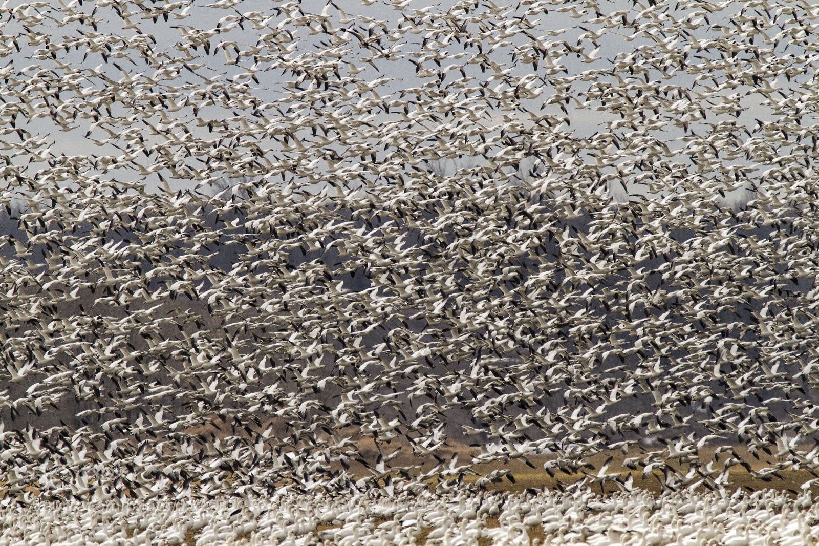 Canon EOS 7D sample photo. Snow geese photography