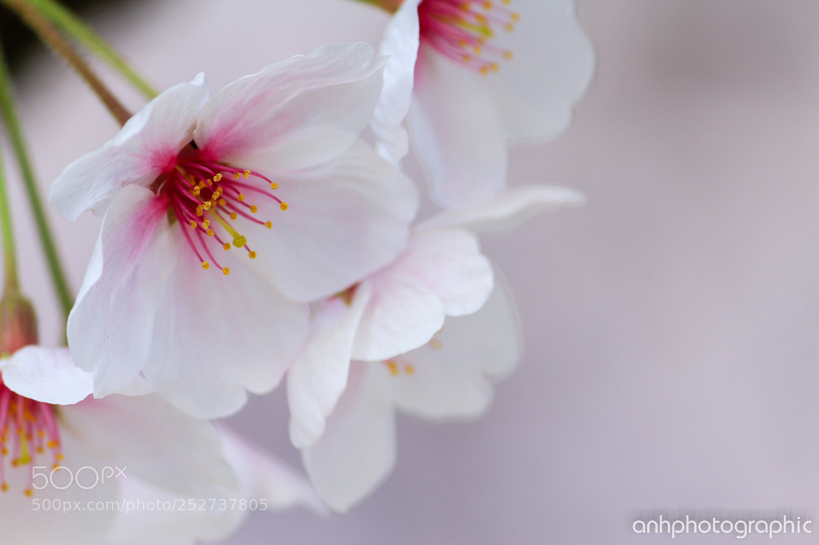 Canon EOS 60D sample photo. Great sakura! photography