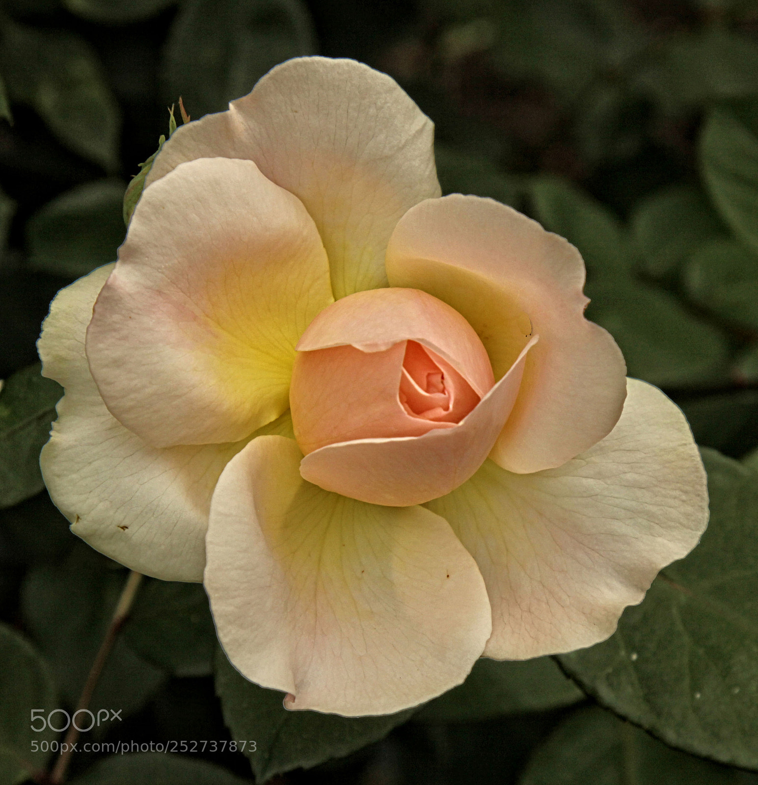 Canon EOS 50D sample photo. Gor rose 98 16 photography