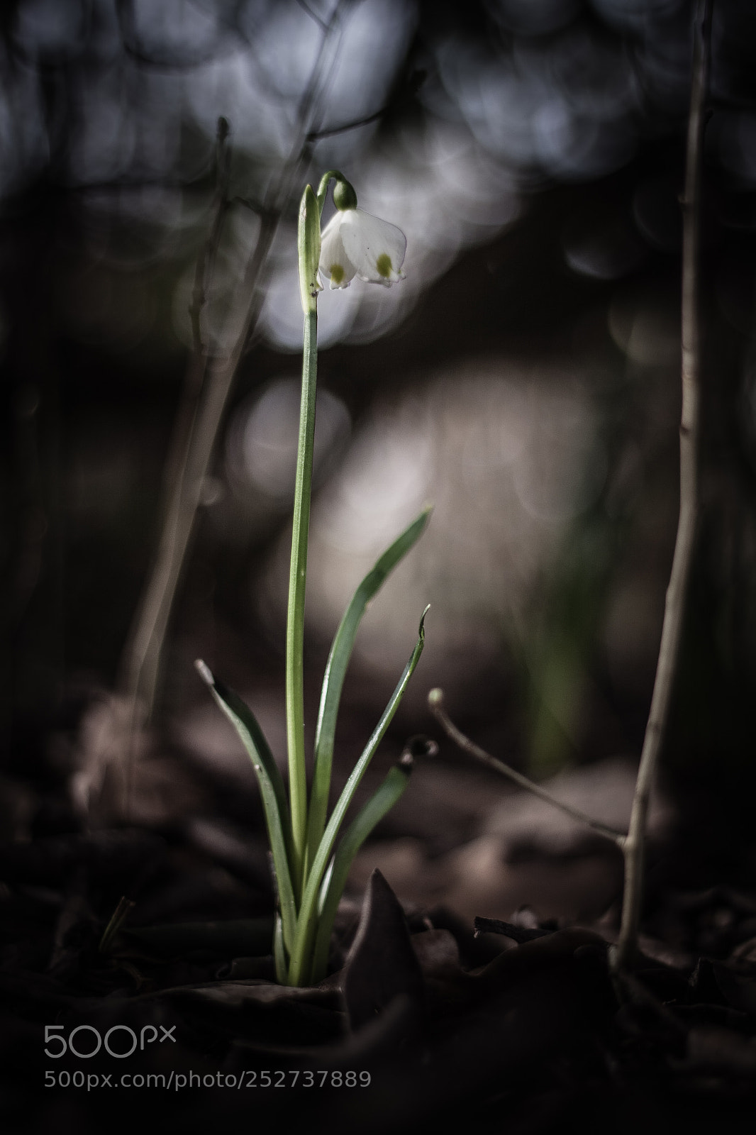 Canon EOS 50D sample photo. Moody photography
