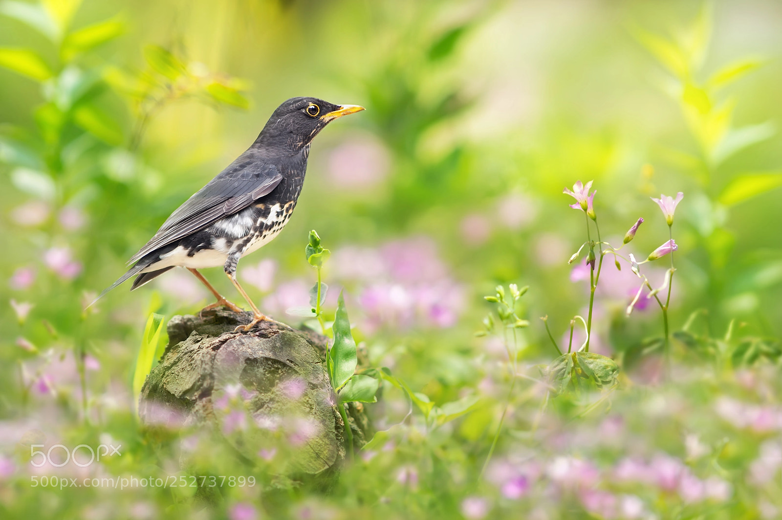Sony SLT-A77 sample photo. ～ japanese thrush ～ photography