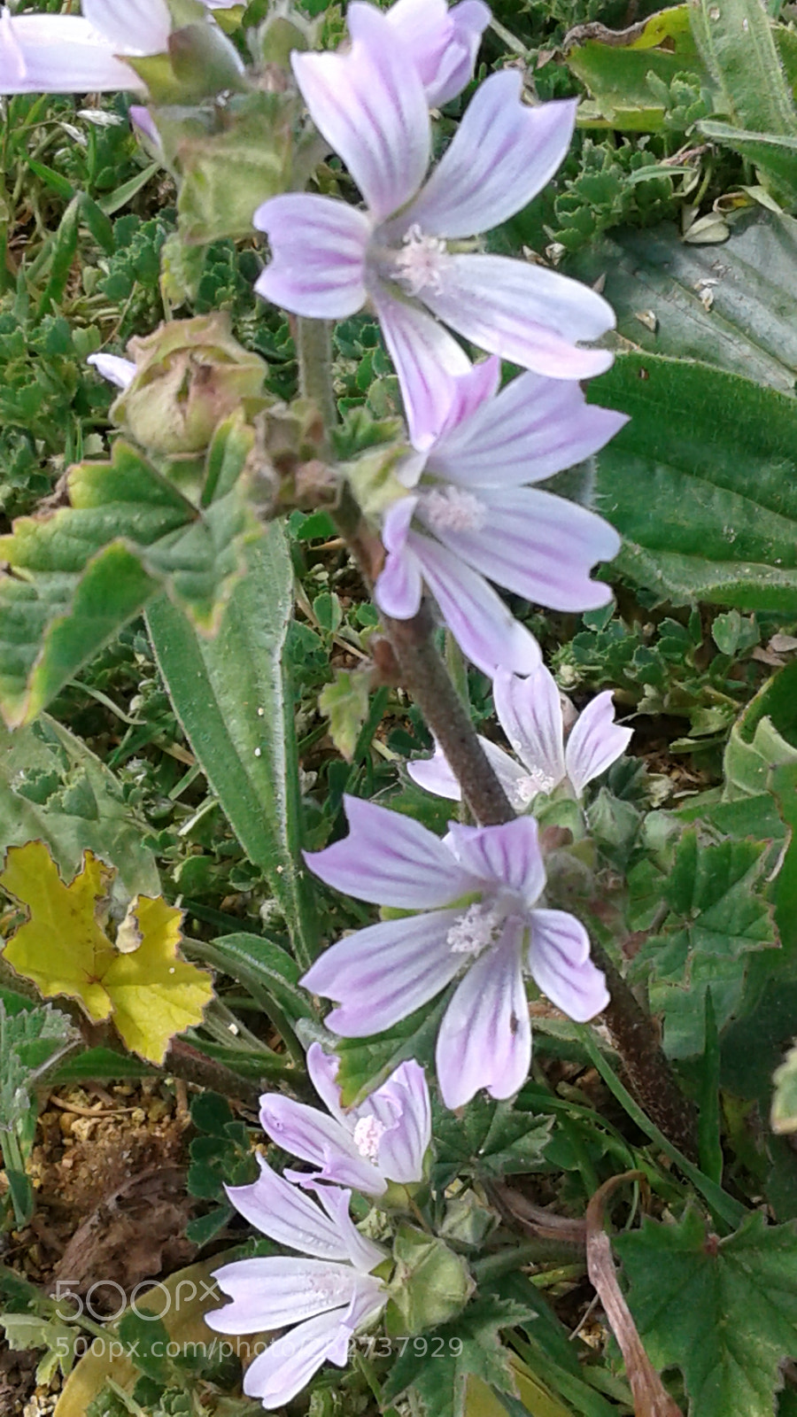 Samsung Galaxy J2 sample photo. Untitled photography