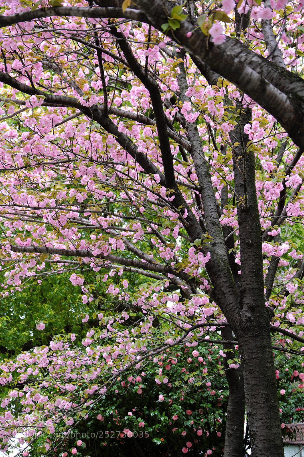 Fujifilm X-T2 sample photo. Pink & pink photography