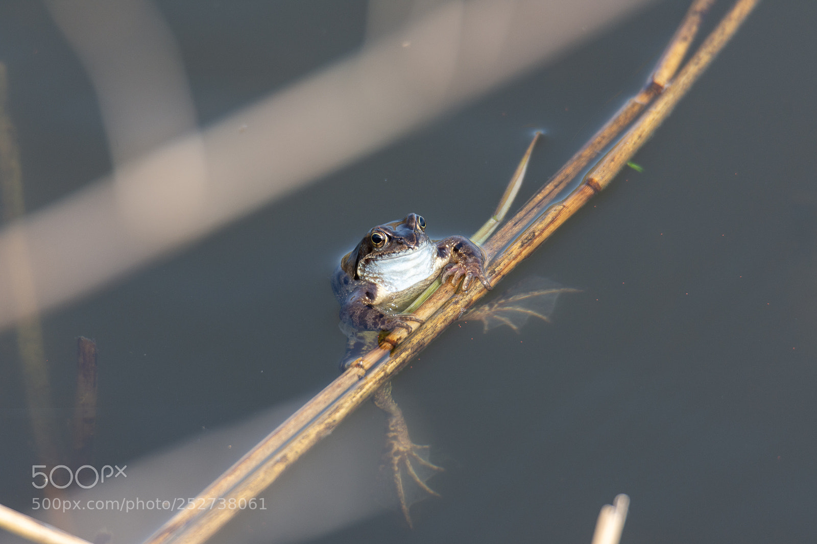 Nikon D7200 sample photo. Just chilling photography
