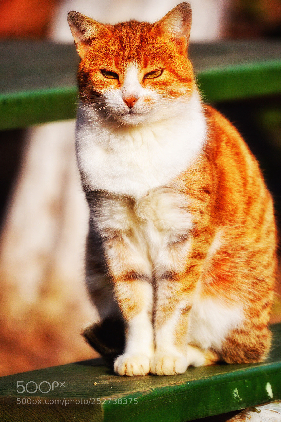 Nikon D3100 sample photo. Untitled photography