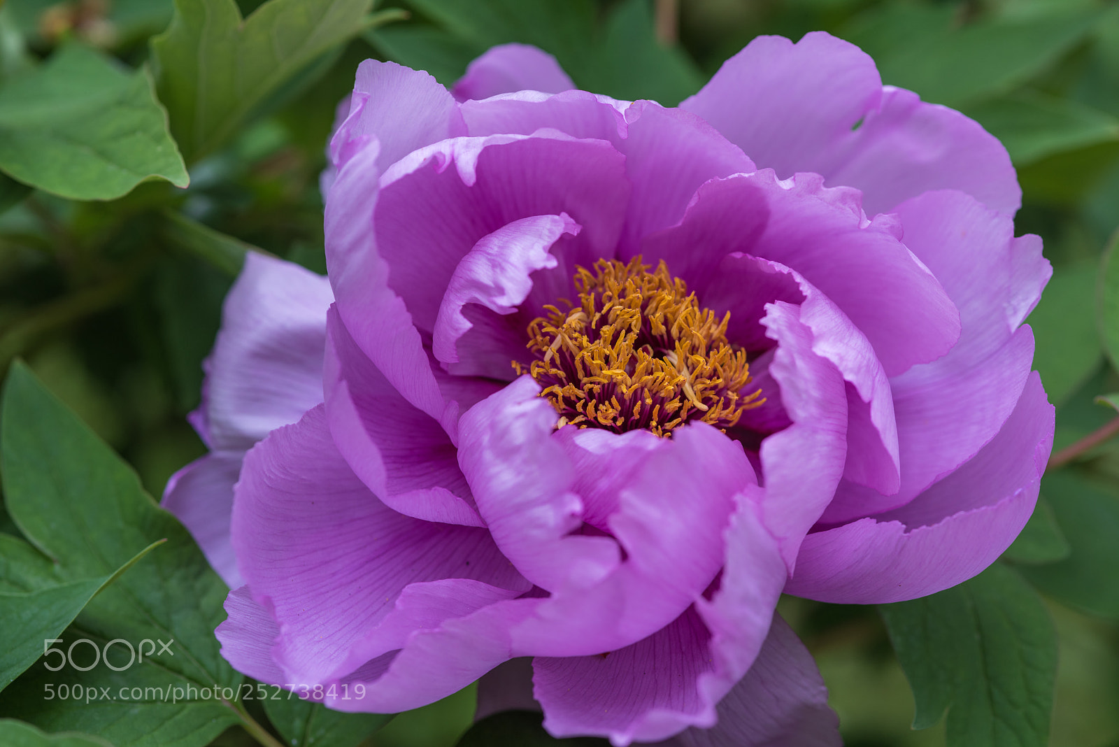 Nikon D810 sample photo. Purple peony photography