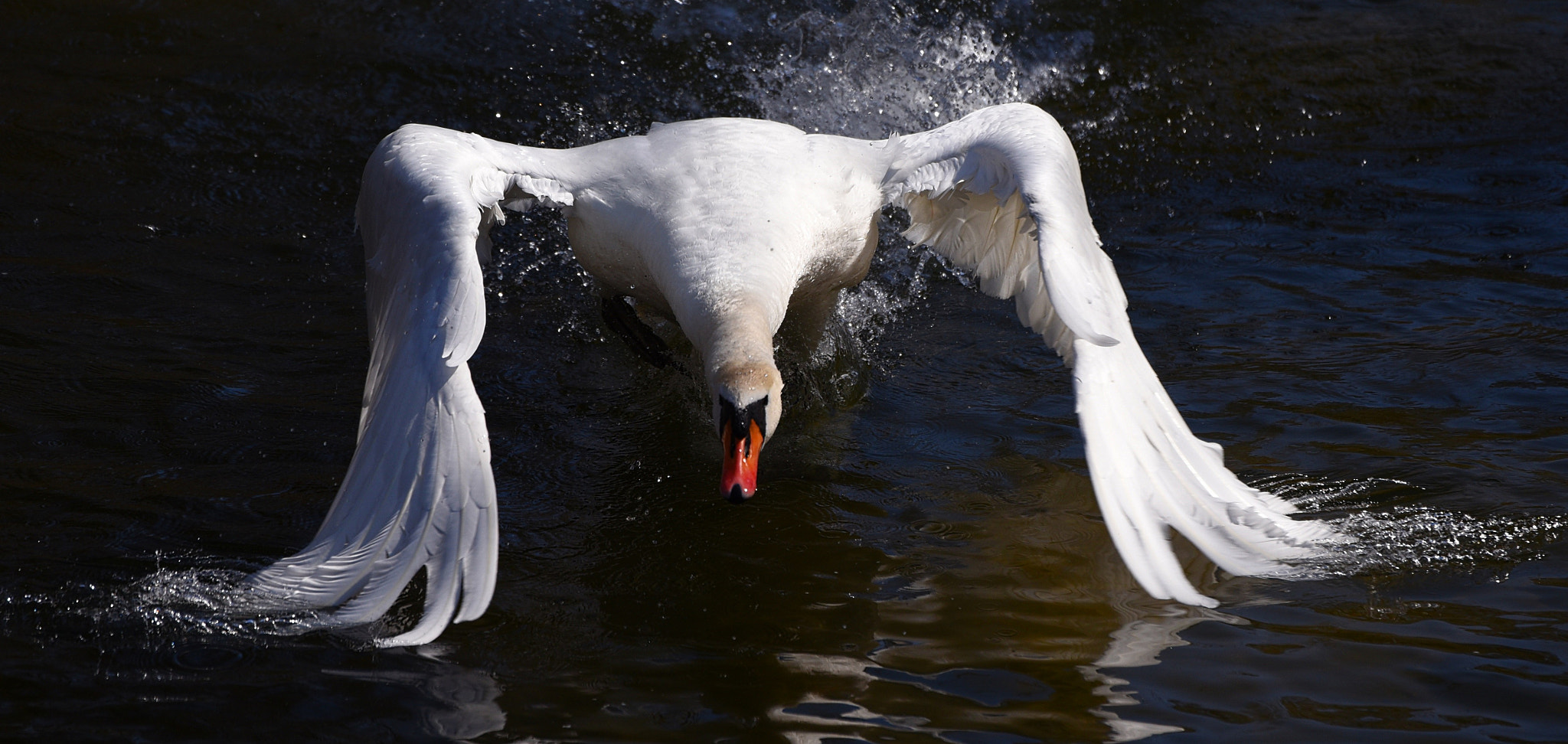 Nikon D750 sample photo. Excited swan photography