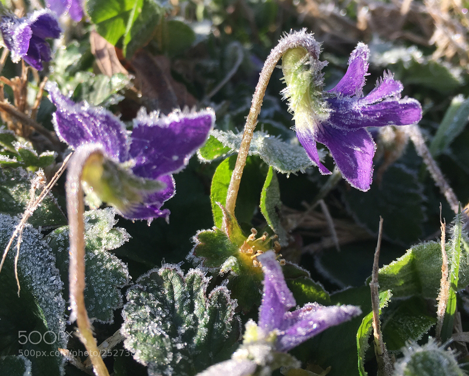 Apple iPhone 6s sample photo. Late frost  photography