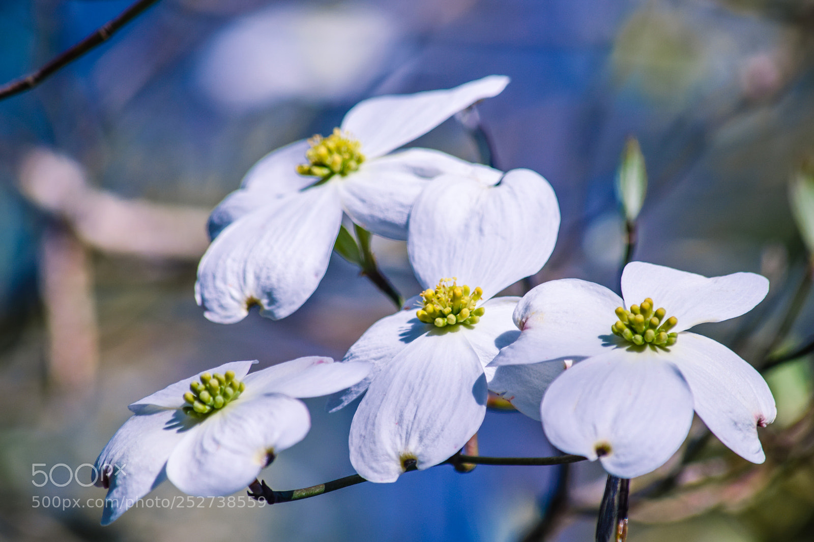 Nikon D5300 sample photo. Dogwood flowers photography