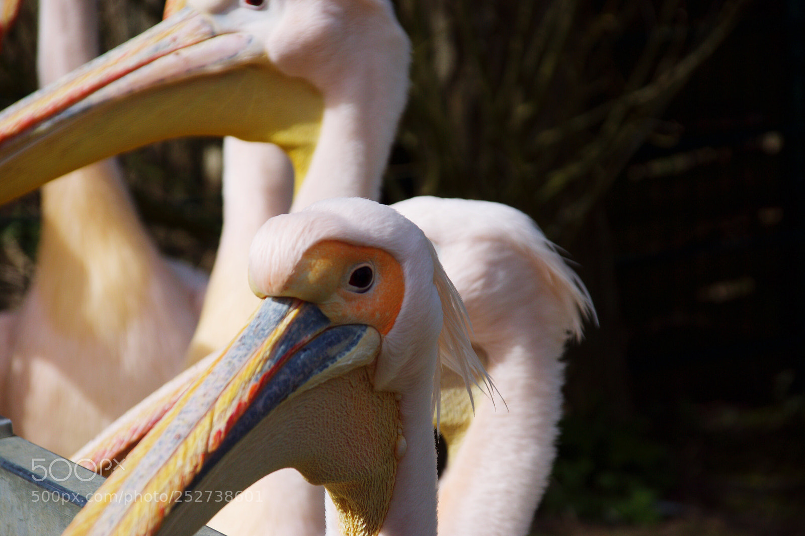 Sony SLT-A77 sample photo. Im auge des pelikans  photography
