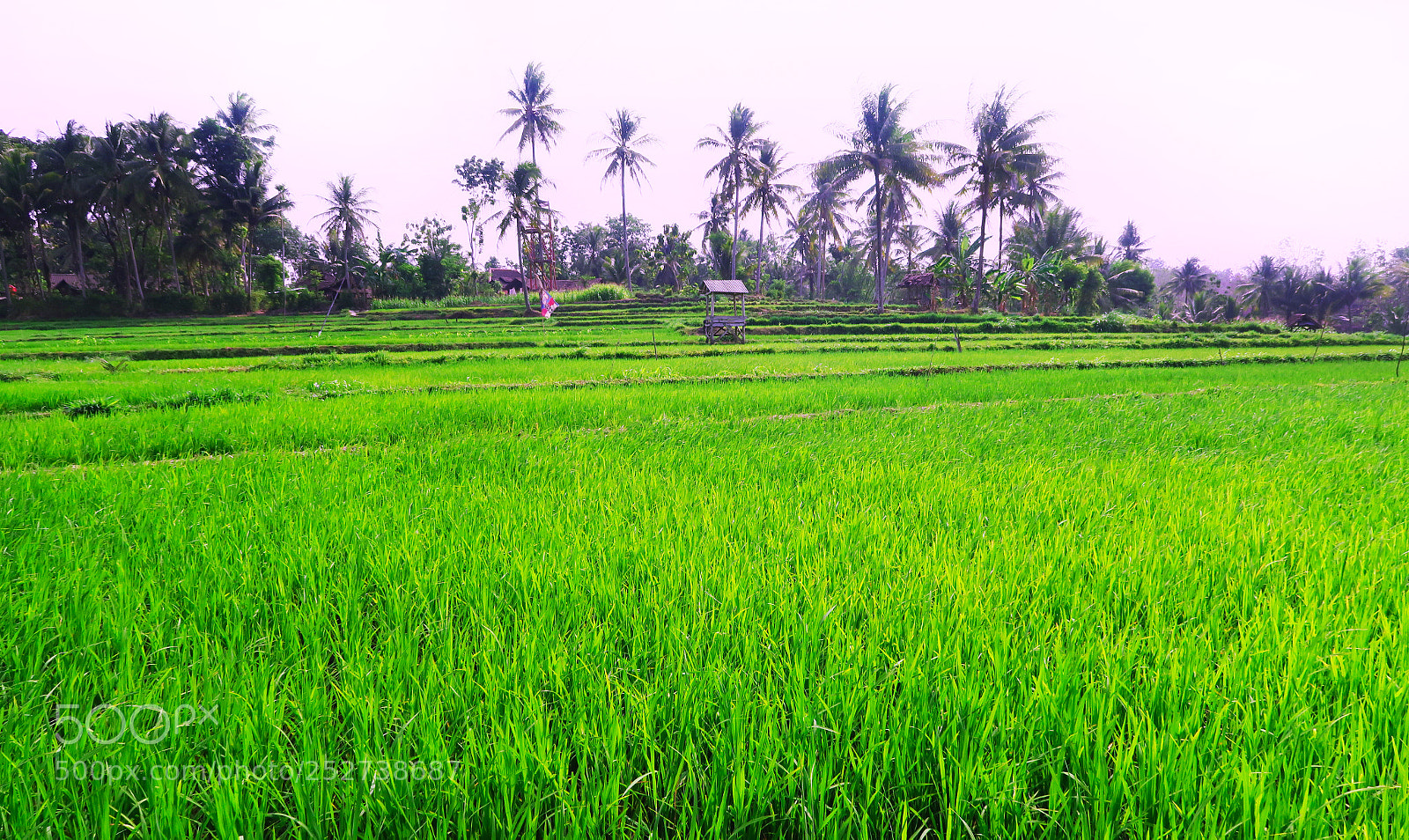 Canon PowerShot G7 X sample photo. Taken in indonesia photography