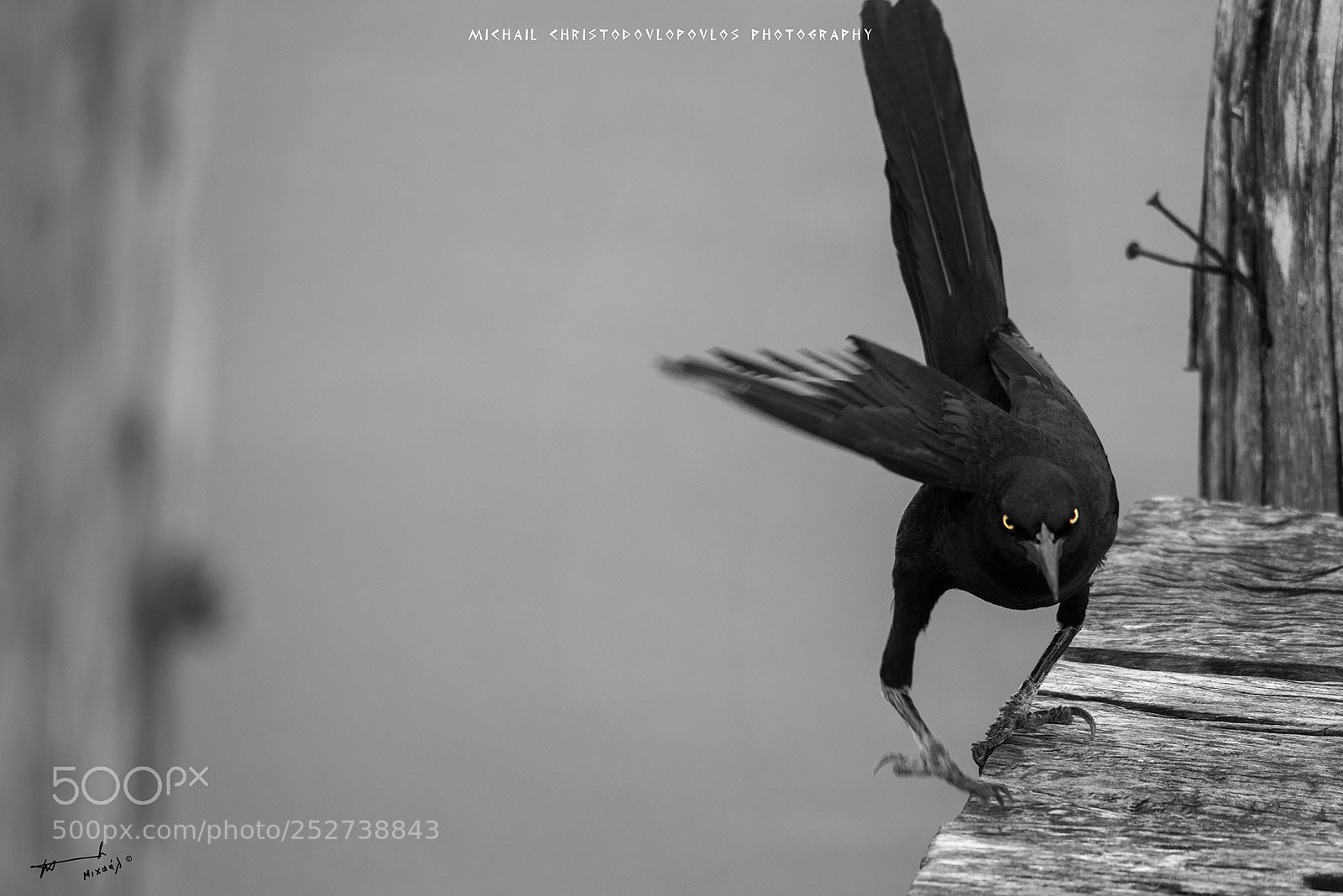 Nikon D810 sample photo. Great-tailed grackle photography