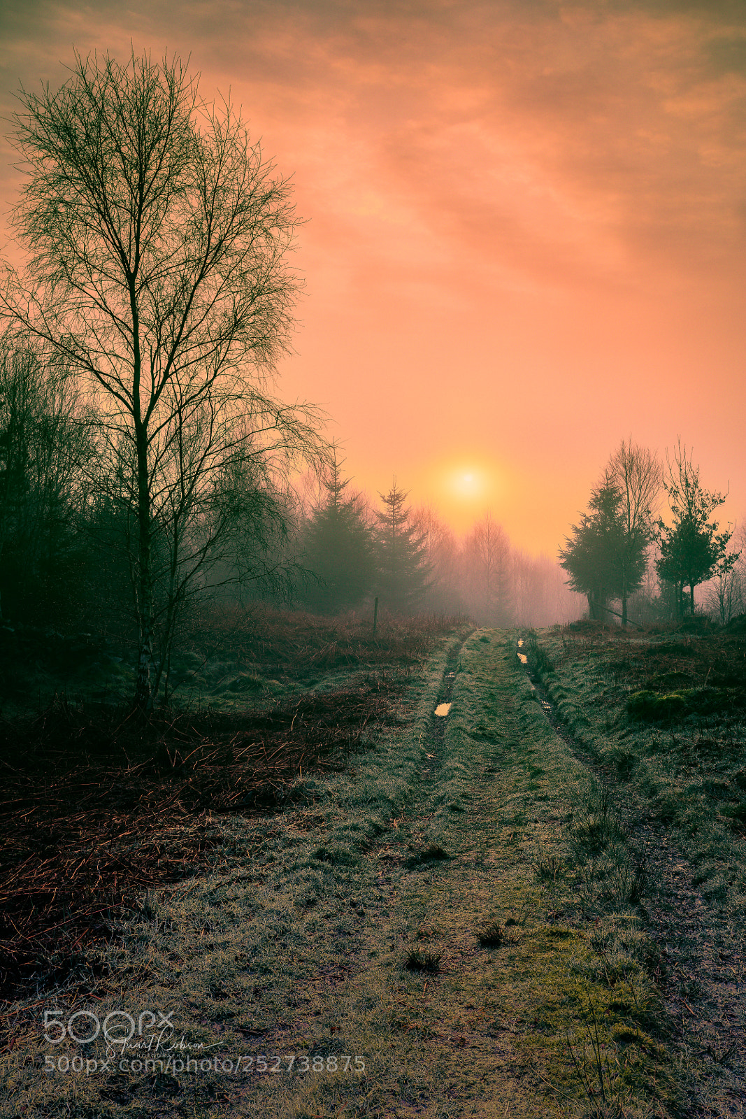 Canon EOS 5D Mark IV sample photo. The path to spring photography