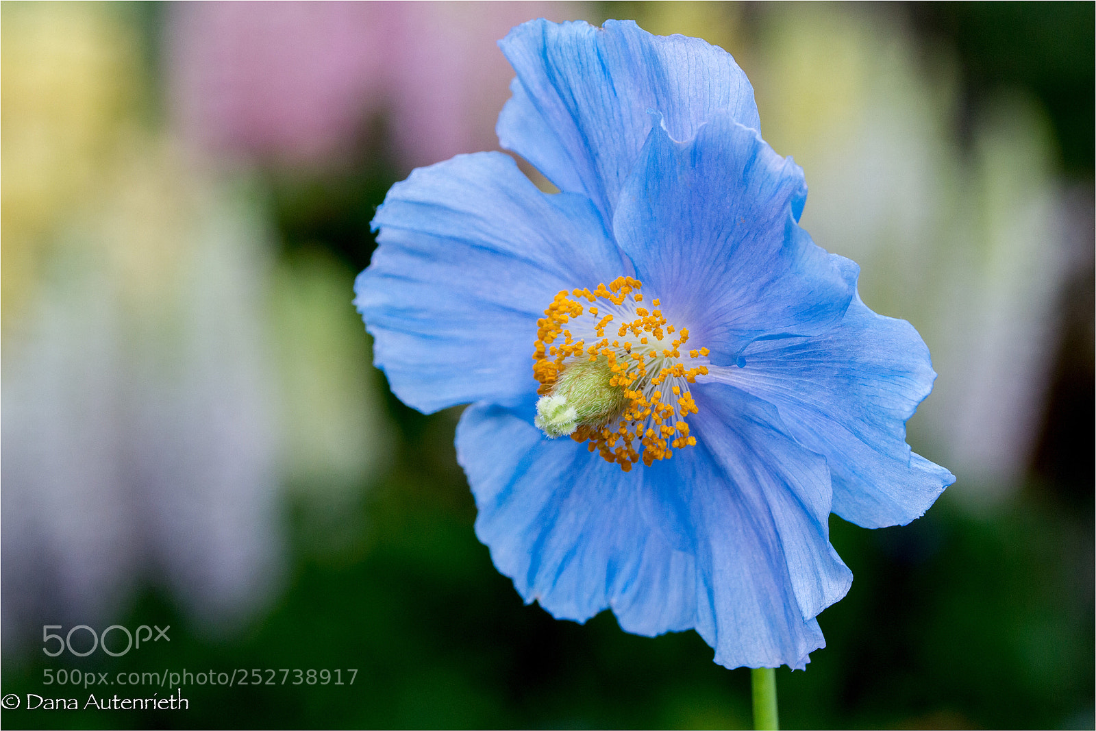 Canon EOS 7D sample photo. Poppy photography