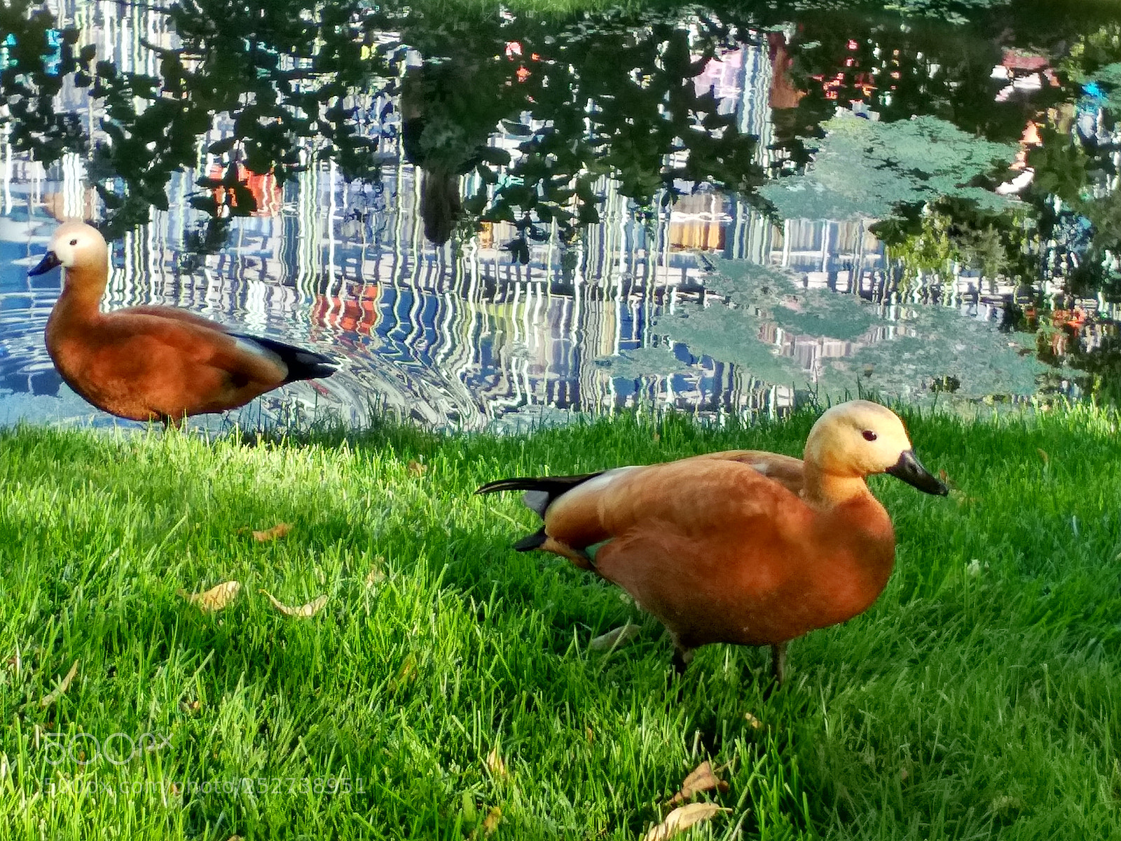 Xiaomi Redmi 4X sample photo. Untitled photography