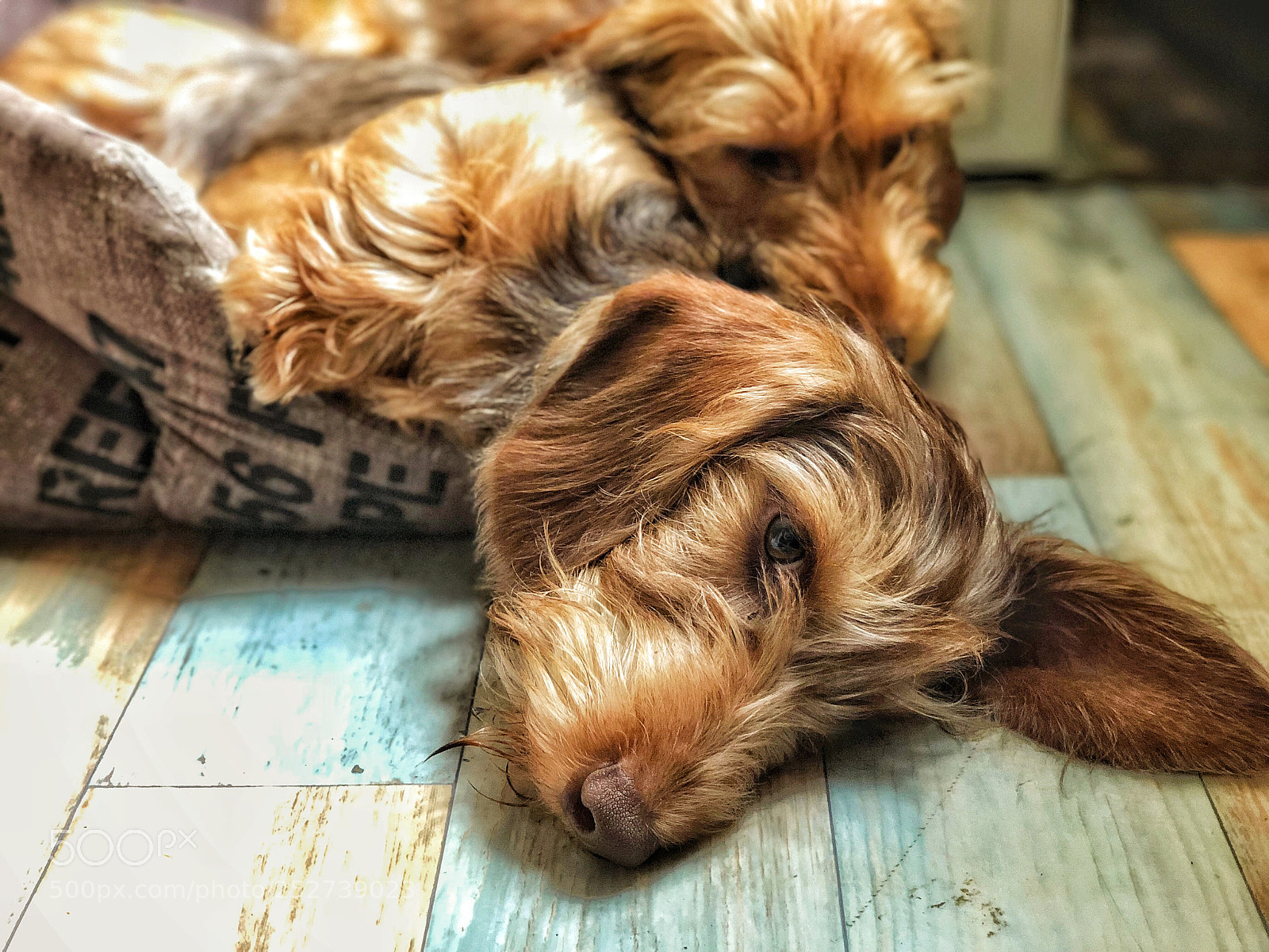 Apple iPhone X sample photo. Untitled photography
