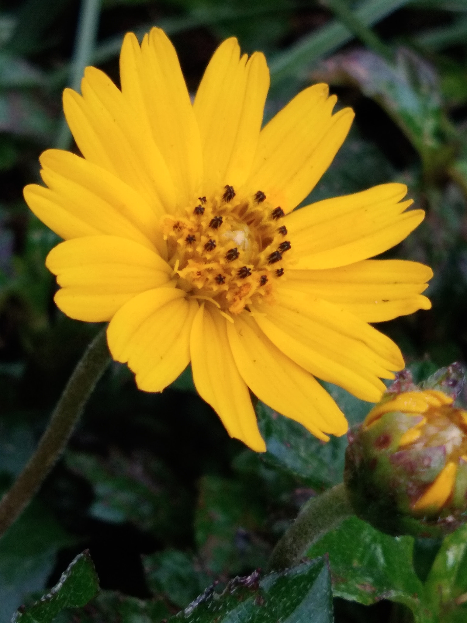 vivo Y55s sample photo