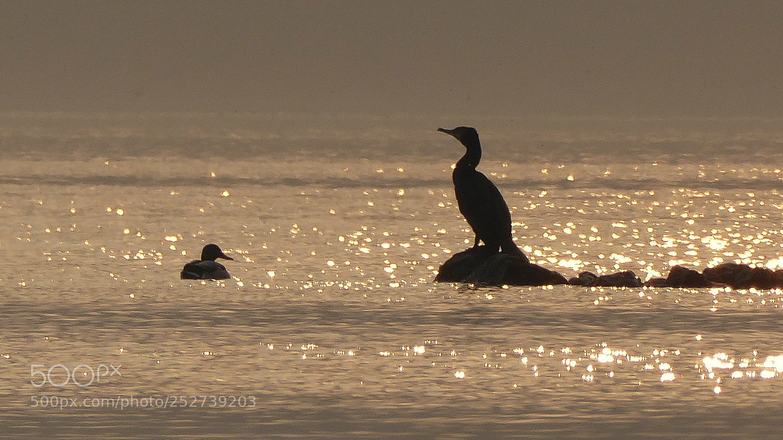 Panasonic Lumix DMC-ZS50 (Lumix DMC-TZ70) sample photo. In the golden light photography