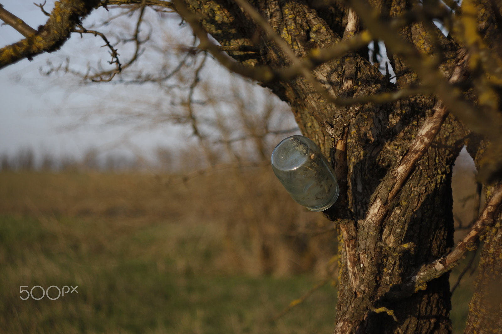 Canon EF 35-80mm f/4-5.6 sample photo. Tree photography