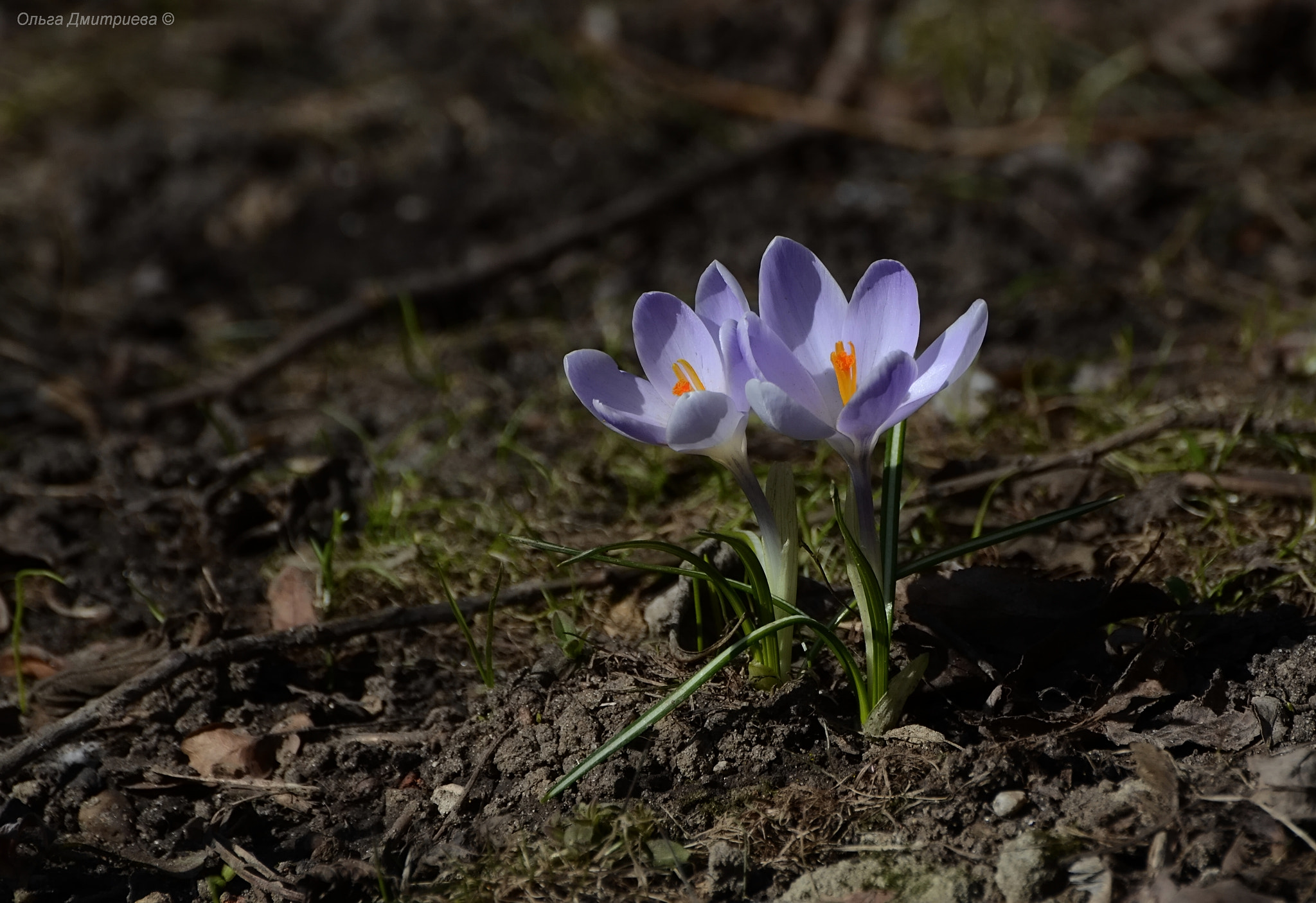 Nikon D7000 sample photo. *** photography