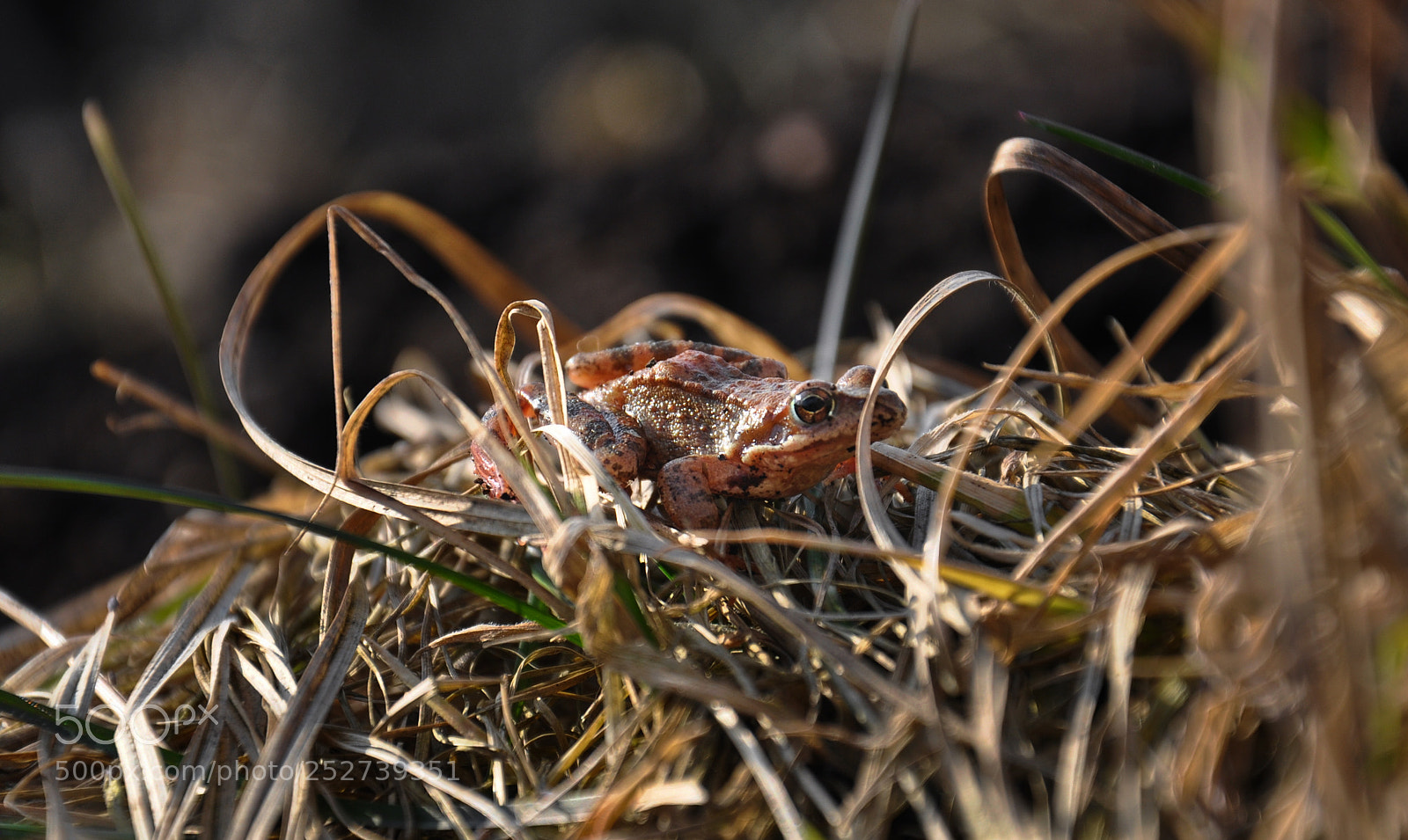 Nikon D90 sample photo. Catch in the grass photography