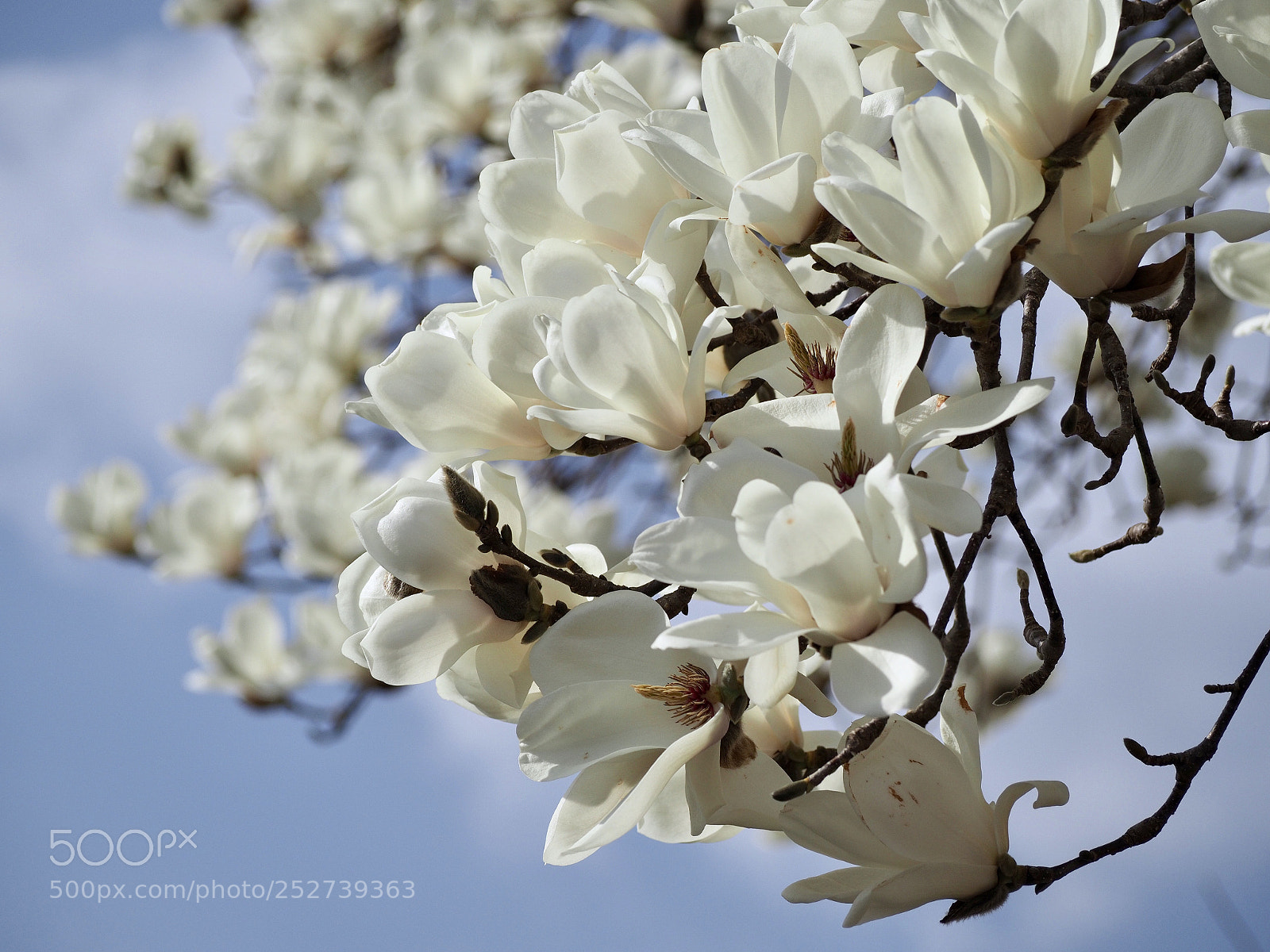 Olympus OM-D E-M1 Mark II sample photo. 木蓮 | manglietia photography