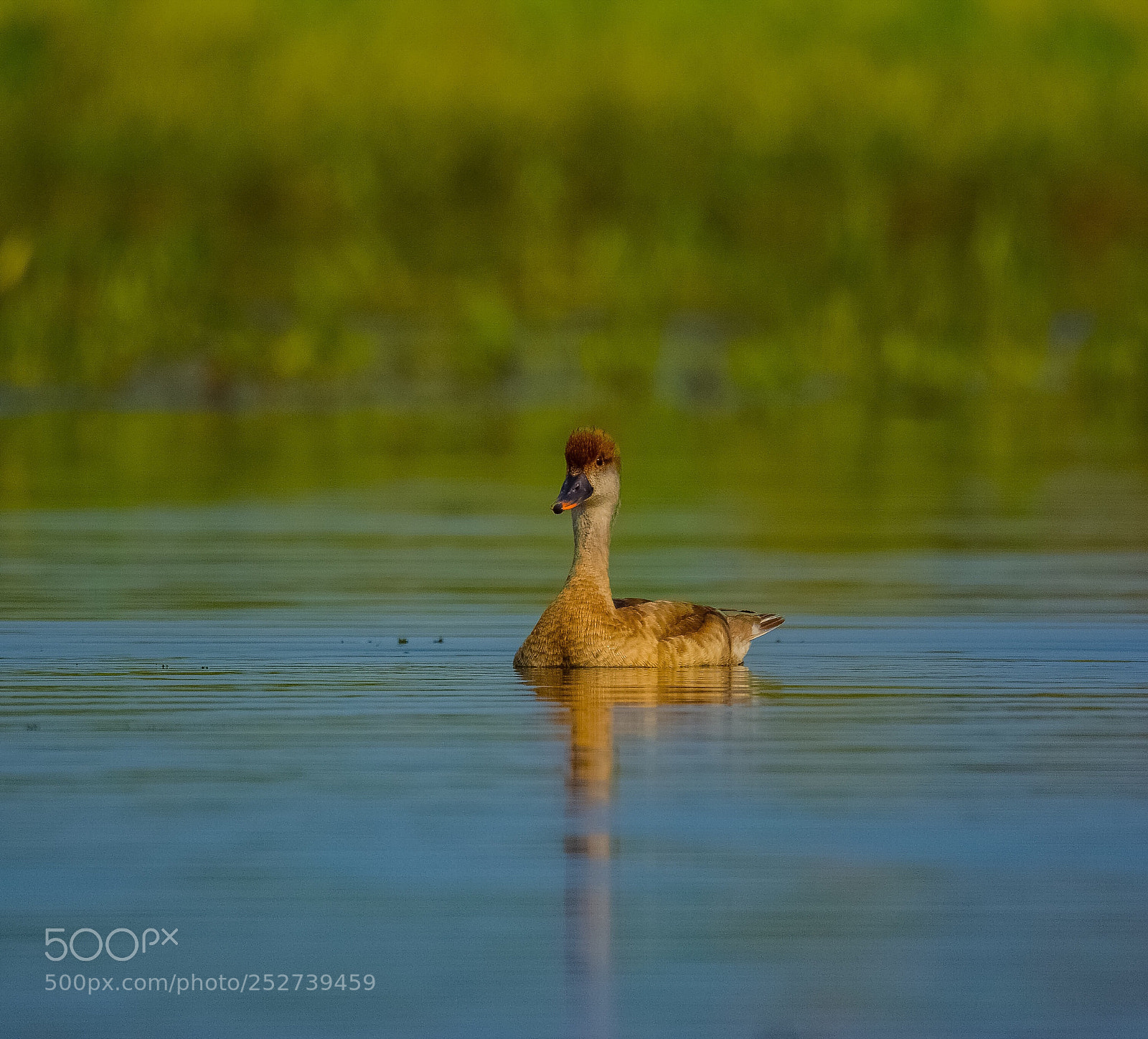 Nikon D7100 sample photo. Red crested pochard photography