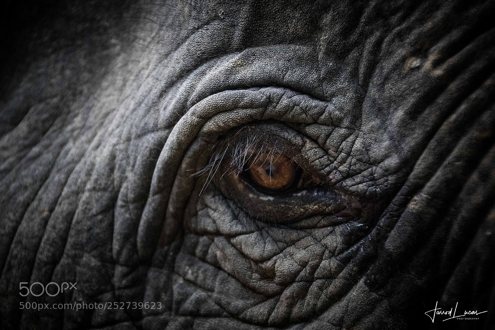 Canon EOS 7D Mark II sample photo. Eye of the elephant photography