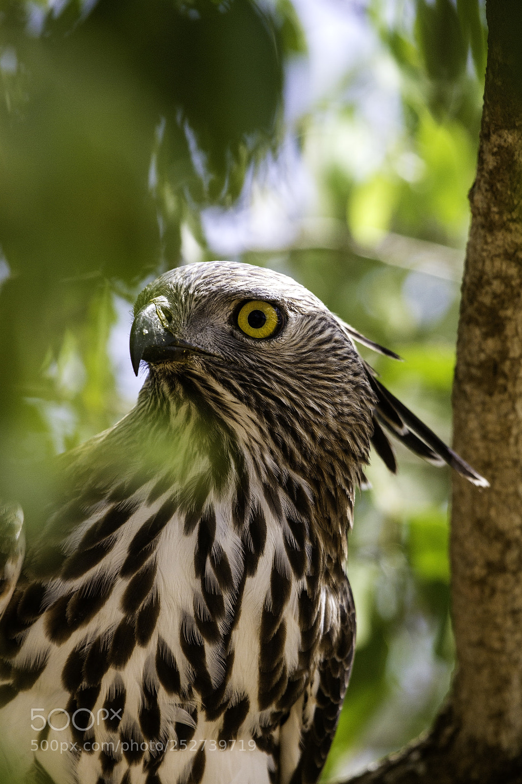 Canon EOS 7D sample photo. Sri lanka hawkeagle photography