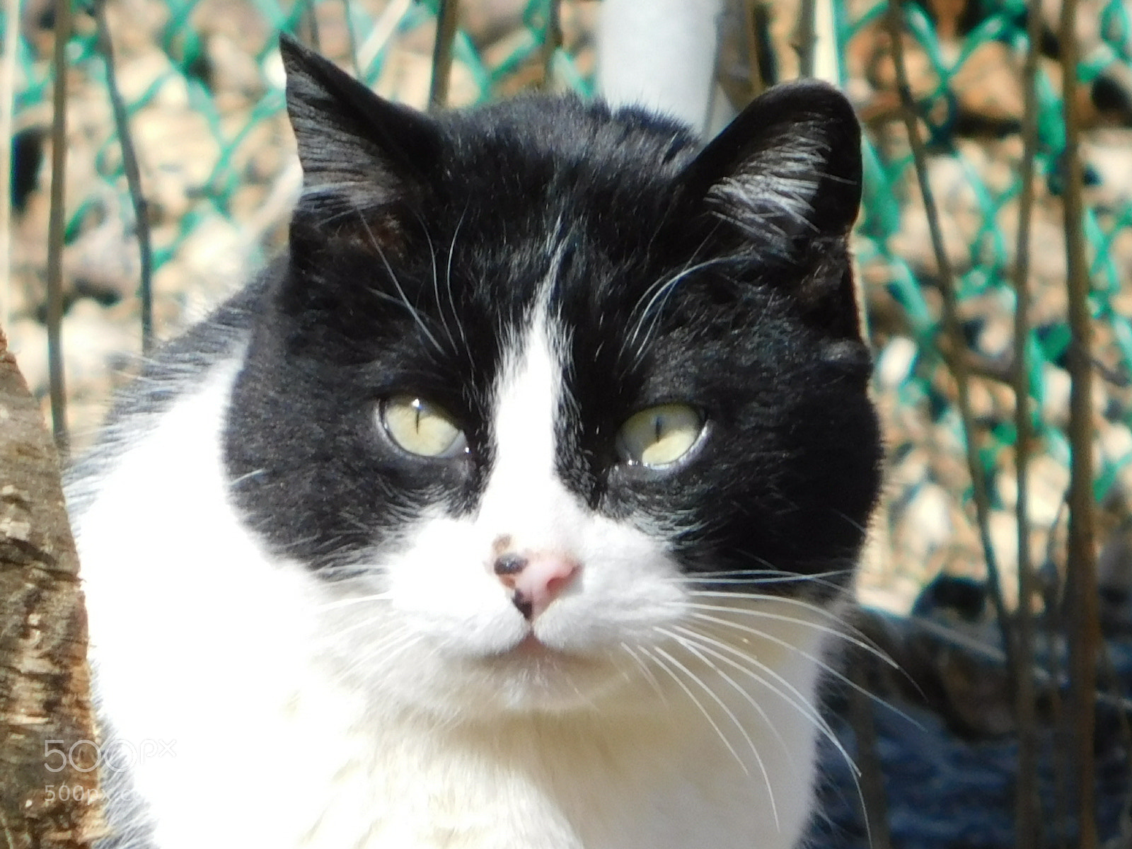Nikon Coolpix B500 sample photo. Feral cat photography
