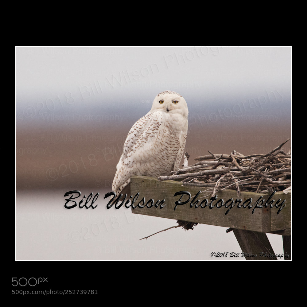 Nikon D500 sample photo. Snowy owl photography