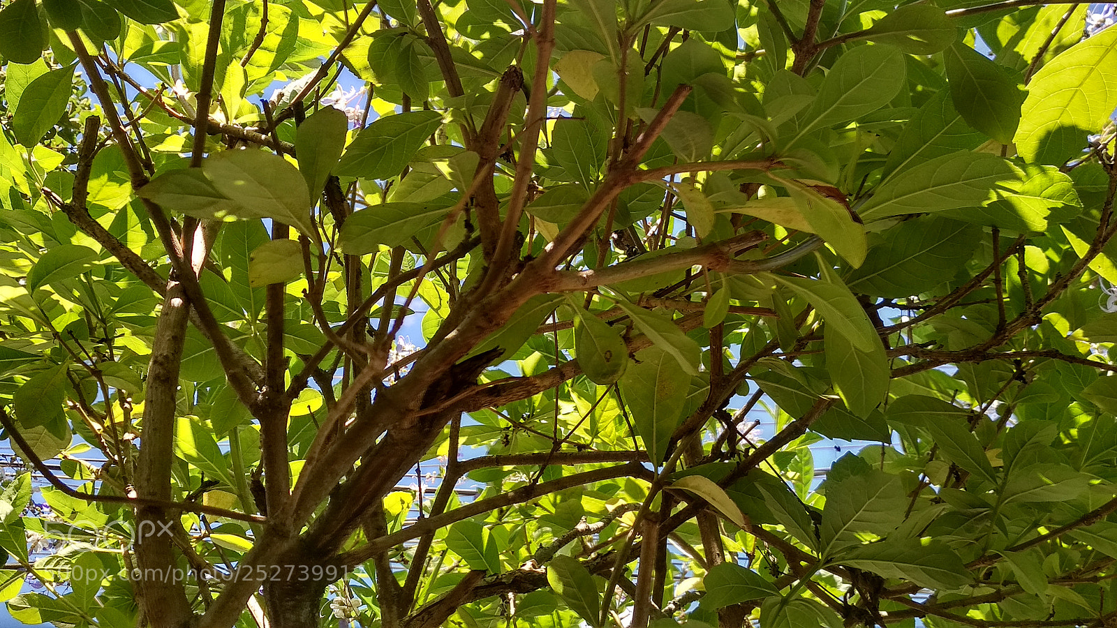 Xiaomi Redmi 4X sample photo. Untitled photography