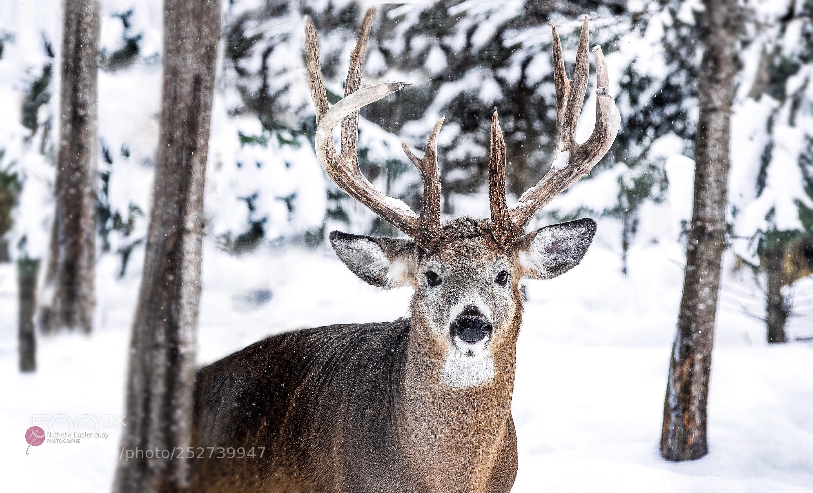 Nikon D7100 sample photo. Belle rencontre  photography