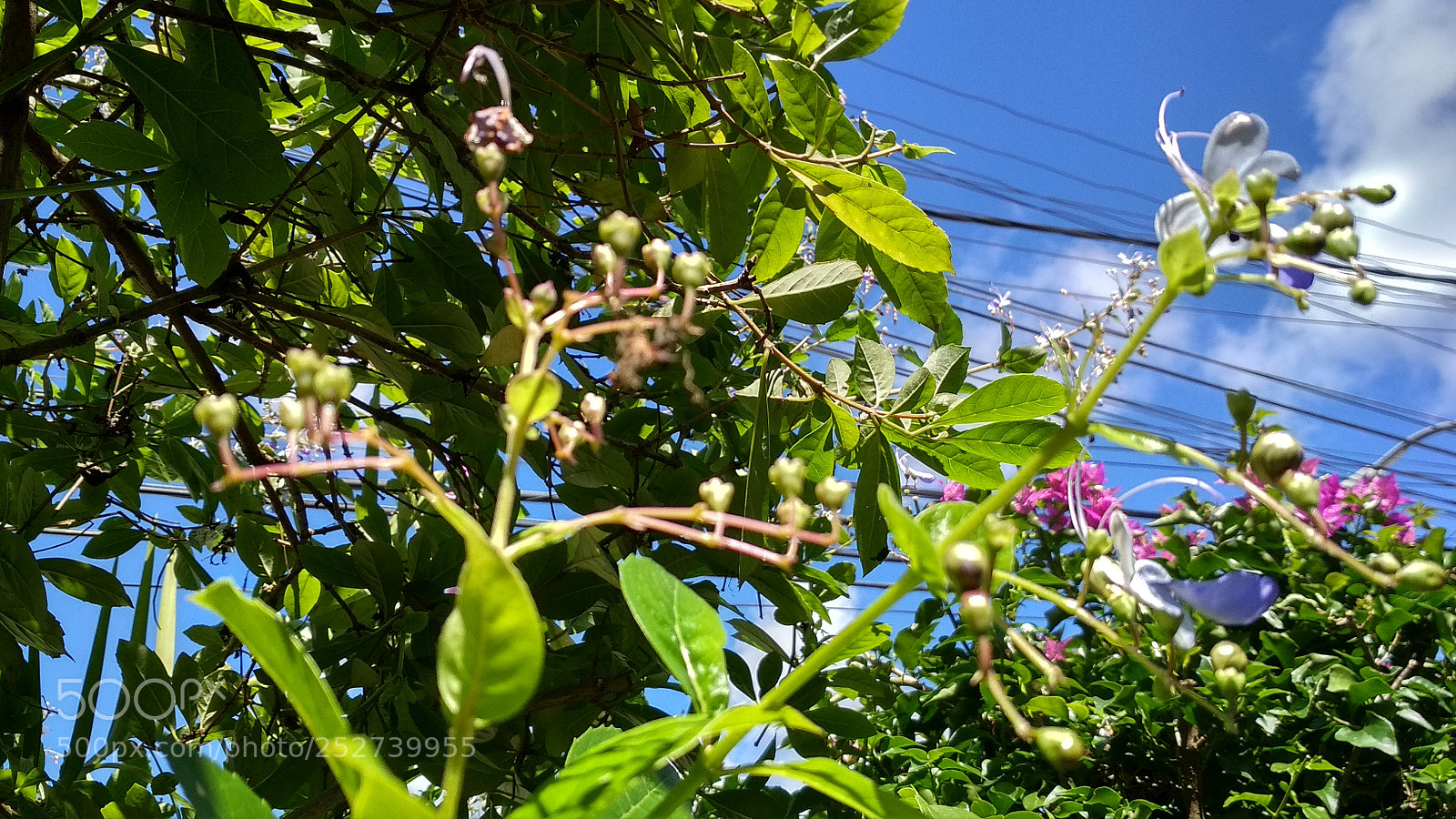 Xiaomi Redmi 4X sample photo. Untitled photography