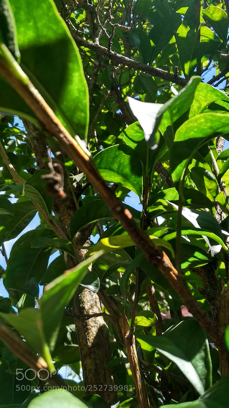 Xiaomi Redmi 4X sample photo. Untitled photography