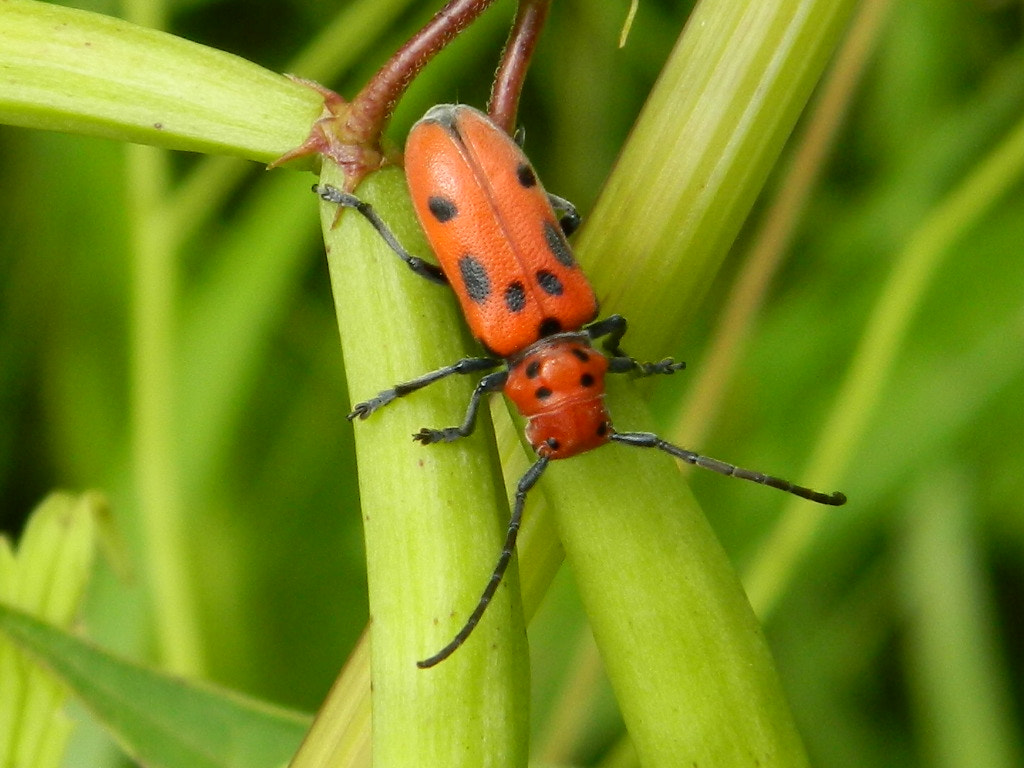 Nikon COOLPIX L310 sample photo. Milkweed beetle photography