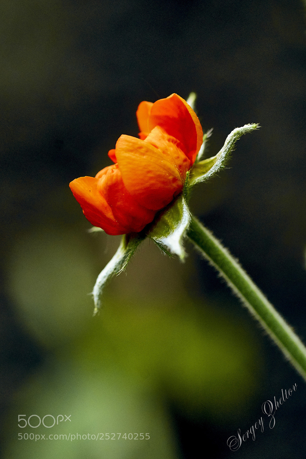 Nikon D7000 sample photo. Red on green photography