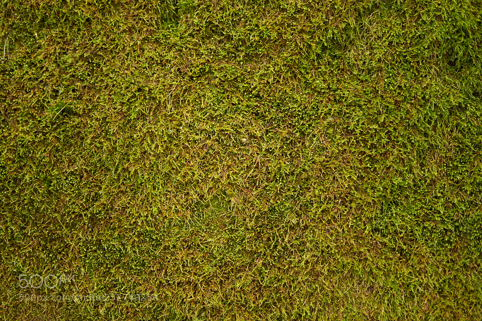 Sony a7 sample photo. Moss. natural background. photography