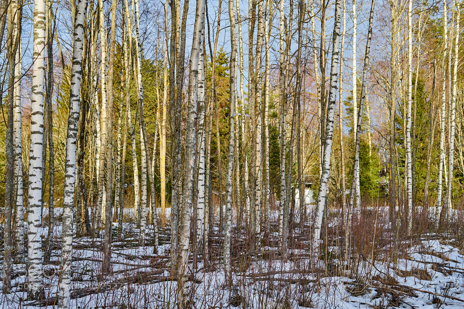 Sony a7 sample photo. Birch trees on a photography
