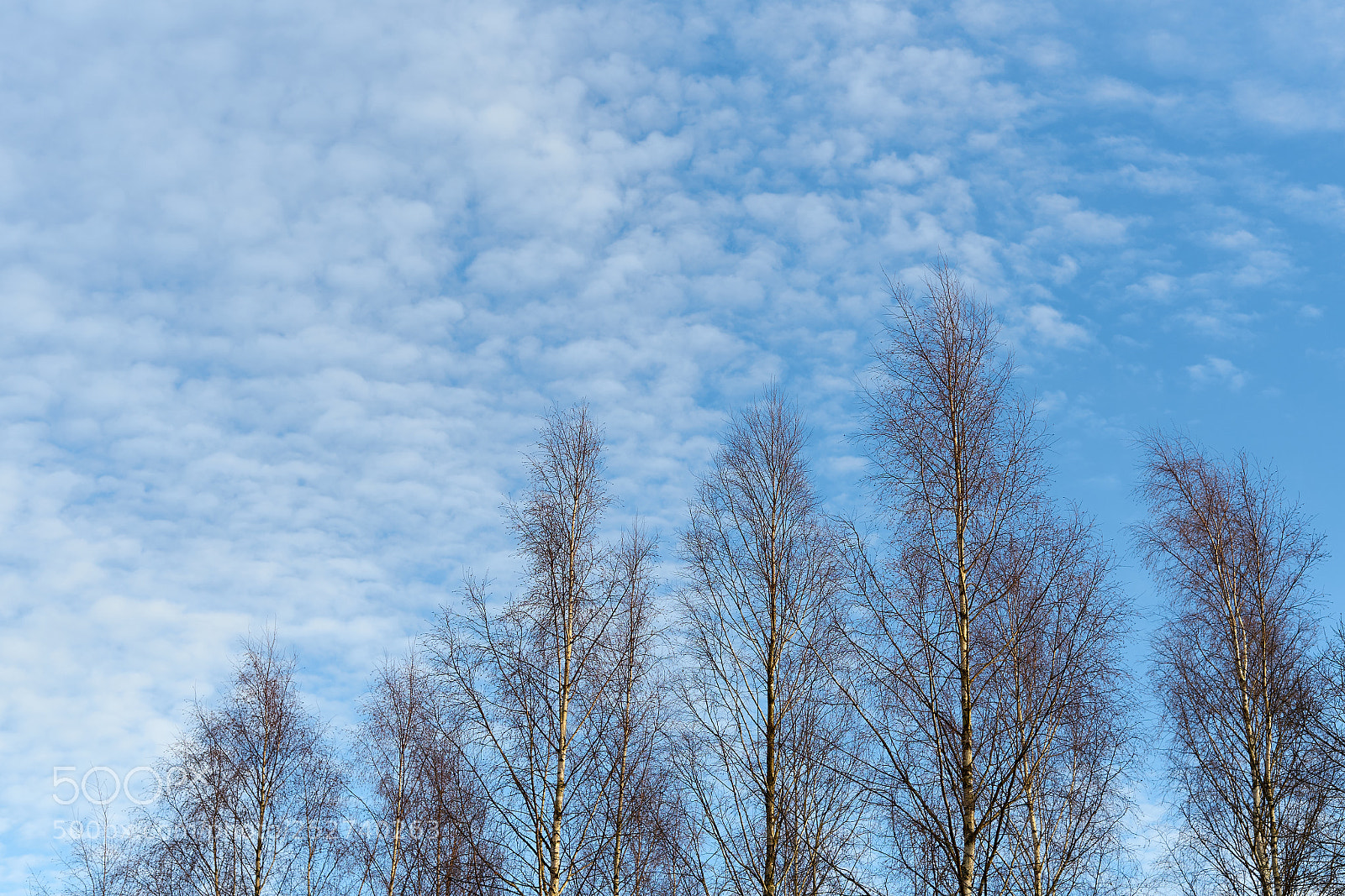 Sony a7 sample photo. Birch trees against beautiful photography